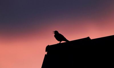 Blackbird Singing at Dusk by Wendy Pratt review – the great smells of the north and nature