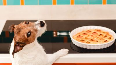 Thanksgiving food do's and don'ts for your dog this holiday season.