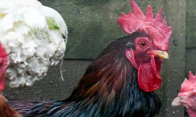 Cock-a-doodle-don’t: man fined over cockerel’s morning noise