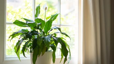 How to make peace lily potting mix – a DIY recipe guaranteed to bring you more of these sophisticated blooms