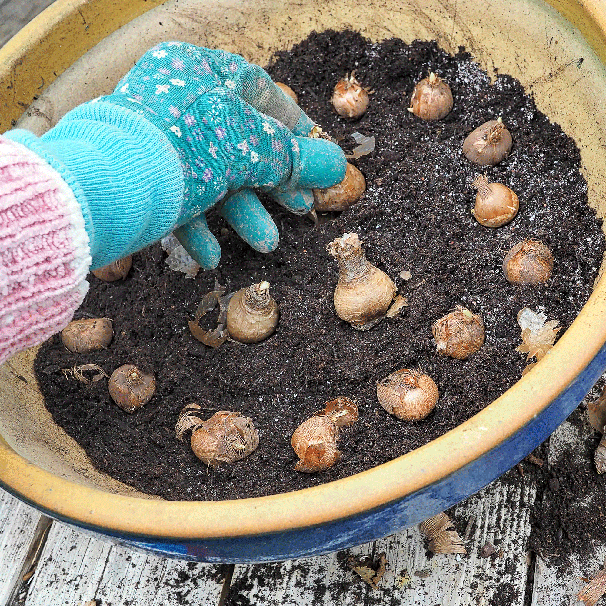 How deep to plant crocus bulbs - experts reveal the exact depth required to prevent bulb rot and encourage growth