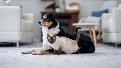 Trainer reveals how to help cats and dogs get along peacefully – and it's easier than you might think!