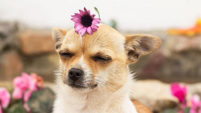 All you need to know about Chihuahuas