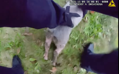 Pig dubbed Notorious P.I.G. leads police on wild chase through neighborhood