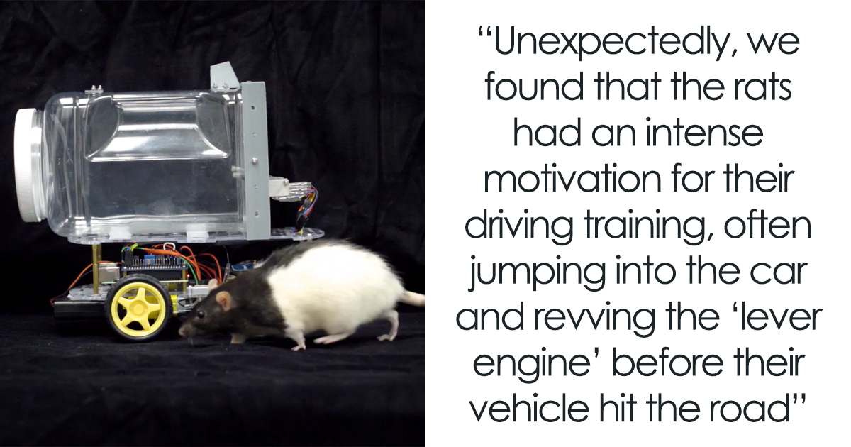 Nazrin Rats Driving Rats Who Were Taught To Drive Enjoy Going For Rides,…