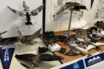 Here's How US Researchers Are Turning Dead Birds Into Drones For Wildlife Research