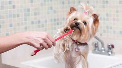 How to clean a dog’s teeth without brushing