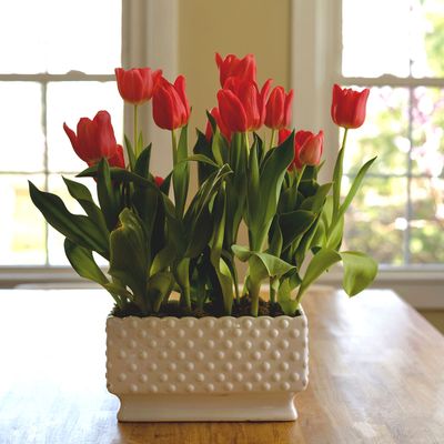 How to grow tulips indoors for beautiful, colourful blooms over the winter months