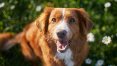 Dog gum diseases and 5 vet-approved ways to prevent them