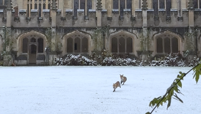 Adorable foxes frolic in snow outside University of Oxford’s historic Magdalen College