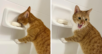 A Woman Captured Her Cat Biting A Soap Bar And There Was A Priceless Reaction That Followed