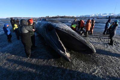 Crowd forms on Alaskan beach after giant whale carcass washes ashore