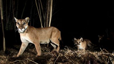 Mountain lions in Los Angeles are becoming nocturnal to avoid humans