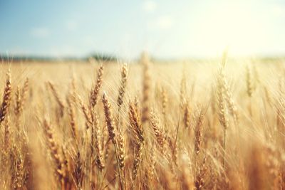 Do We Have to Wait Until Next Year for a Recovery in Wheat?