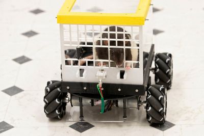 Scientists taught rats to drive – now they love getting behind the wheel