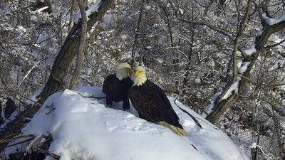 New eagle camera is going live in Minnesota to the delight of global viewers