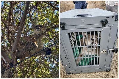 California Family Shocked to Discover 'Cat' Chased Up Tree by Their Dog Is Actually a Mountain Lion