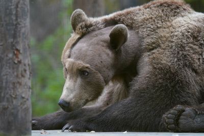 Zoo ‘in awe’ of Boki the brown bear’s progress after pioneering brain surgery