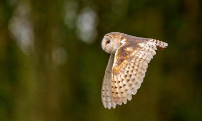 Country Diary: Flushing out barn owls with my explosive sneezes