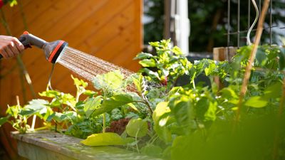 How to improve drainage in raised beds – for optimum soil health