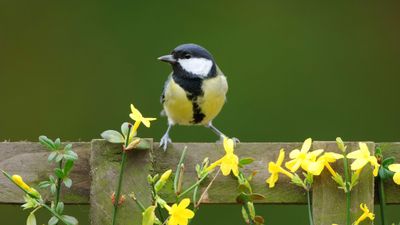 How and when to fertilize winter jasmine – avoid harming your plants by feeding at the wrong time