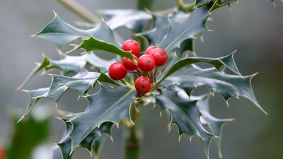 Festive and Bright — We're Sure Holly Plants Will Elevate Your Christmas Decor, Here's How You Can Grow Your Own