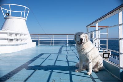 First dog-friendly cruise to set sail from Tampa in 2025