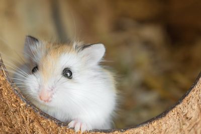 Plane grounded for four days after 132 hamsters escape on board a Lisbon flight