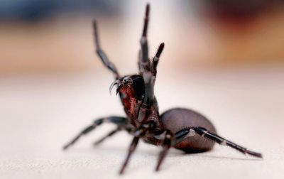 Australian reptile park wants public's help to 'milk' deadly spiders