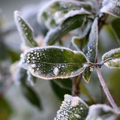 Can you save a plant that's been exposed to frost? How to tell if it's too late, and what to do with frostbitten plants