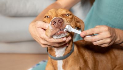 Wondering how often to brush a dog’s teeth? Here’s what a vet had to say…