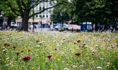 Patches of wildflowers in cities can be just as good for insects as natural meadows – study