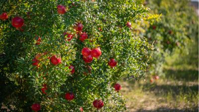 Are pomegranate trees self-pollinating? Experts explain this essential process that leads to a fruitful harvest