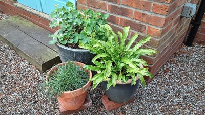 I learned this plant hack from a neighbor — here's how to protect your container pots this winter