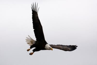 Federal Review Of Bald Eagle Nest Removal In Auburn