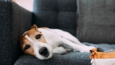 Vomiting in dogs: Vet shares 12 reasons why your dog might be sick