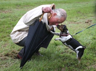 King Charles adopts ‘rustic’ new dog Snuff, a Lagotto Romagnolo — All the Royal Family-approved dog breeds