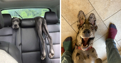 76 Hilarious Great Dane Pics That Prove Just How Wonderfully Oblivious Of Their Size They Are