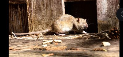 Rat Removal Crawl Spaces: Effective Strategies for a Rodent-Free Home