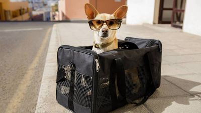 Popular cruise line offering a cruise for dogs