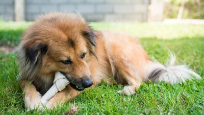 Are Nylabones safe for dogs? A vet lays out the pros and cons of this popular chew toy