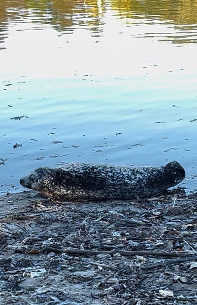 Increased Thames seal sightings could be 'new normal' says expert, as warning issued to Londoners