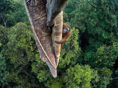 A Bornean orangutan on a fearless quest for figs: Tim Laman’s best photograph