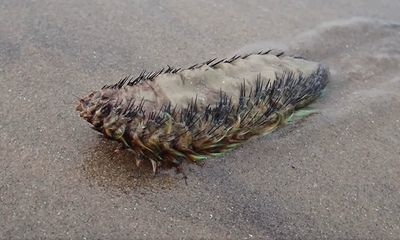 No, this sea creature isn’t from a sci-fi film, it’s just a rare sighting