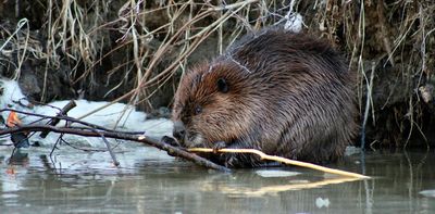 When building Indigenous infrastructure, build relationally, like beavers