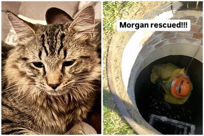 Emergency Responders Launch Massive 'Costly' Rescue Operation to Save Beloved Cat From Storm Drain System Only to Have It Run Away