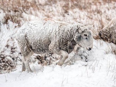 Storm Bert to bring 70mph wind, snow and rain to UK as amber warning issued