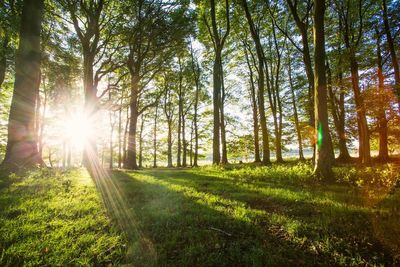 National park begins winter drive to edge closer to 100,000 tree planting target