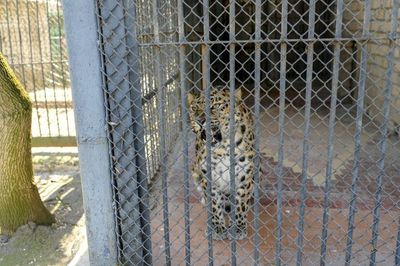 Russian Zoo Animals Scratch At Their Cages As 75 'Gifts' Head to North Korea From Moscow