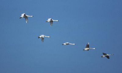 Weatherwatch: Fewer birds migrating to UK in winter due to ‘short-stopping’